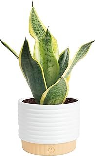 Costa Farms Snake Plant