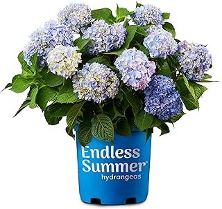 Endless Summer Hydrangea Original