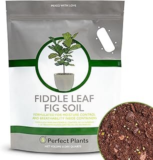 Fiddle Leaf Fig Soil Perfect Plants