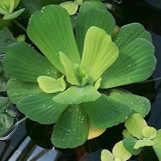 Floating Plants Water Gardens Ponds (Water