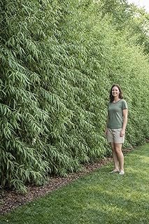 Green Wall Willow Privacy Tree Cuttings