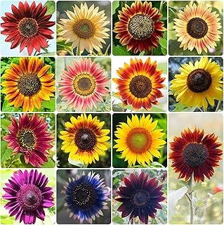 Groundio Sunflower Seeds Planting