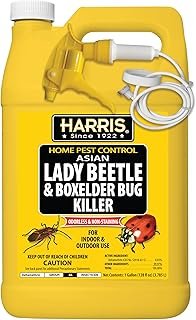 Harris Asian Lady Beetle