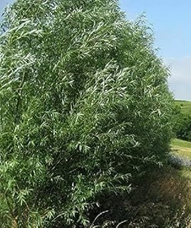 Huge 5 Foot Tall Hybrid Willow