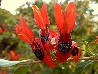 Hummingbird Bush Ruttya fruitcosa Lindau -Live