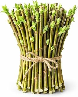 Hybrid Willow Tree Cuttings