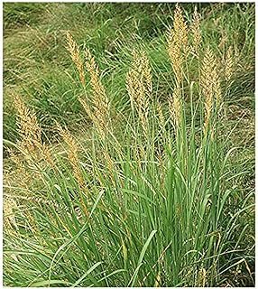Indiangrass Seeds Tall Grass Prairie Inhabitant