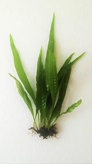 Java Fern Microsorum Pteropus Easy Low
