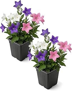 Live Balloon Flower Platycodon 2-Pack
