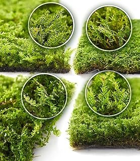 Live Moss 4-Pack (Each 3.5"x7")