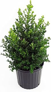 Live Plant from Green Promise Farms