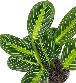 Live Plant Lemon Lime Maranta Prayer