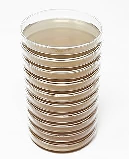 Malt Extract Agar (MEA) Plates Mushroom