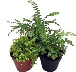Mini Ferns Terrariums/Fairy Garden