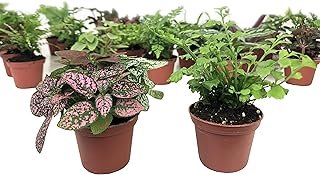 Mini Terrarium Plants (2 Plants) Fairy