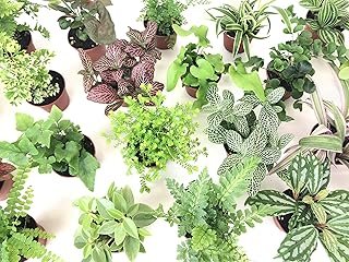 Mini Terrarium Plants (6 Plants) (2"