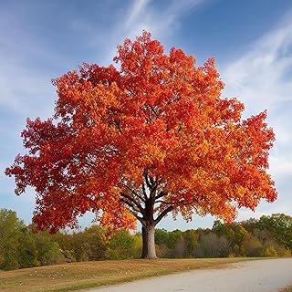Northern Red Oak Tree