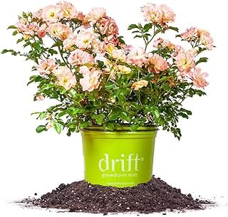 Peach Drift 1 Gallon
