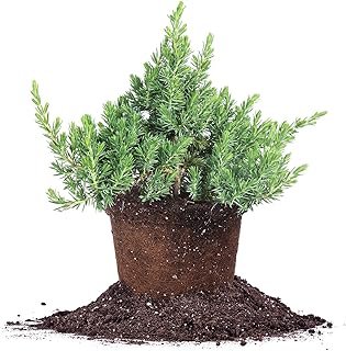 Perfect Plants Blue Pacific Juniper Shrub