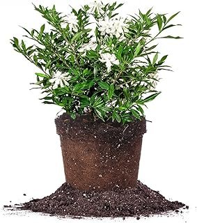 Perfect Plants Frostproof Gardenia Live Plant