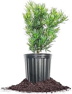 Perfect Plants Podocarpus Maki 1 Gallon