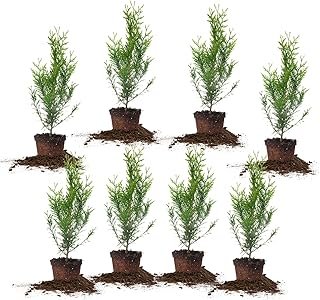 Perfect Plants Thuja Green Giant 2ft