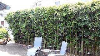 Phyllostachys “Harbin Inversa” Bamboo Plant