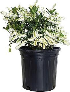 Pieris jap 'Cavatine' (Cavatine Dwarf Andromeda)