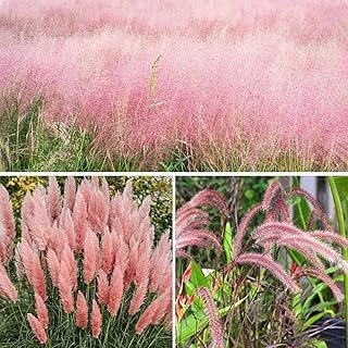Pink Ornamental Grass Seeds Mix Planting
