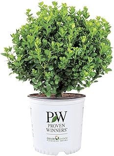 Proven Winners 1 Gal Neatball Boxwood