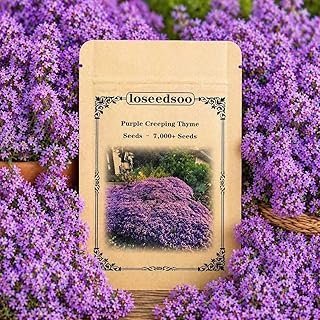 Purple Creeping Thyme Seeds 7000+