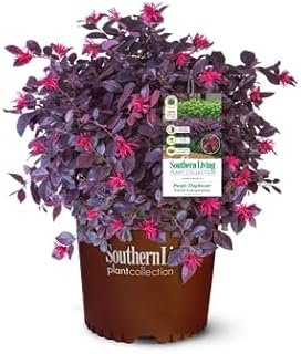 Purple Daydream Loropetalum 1 Gallon Compact