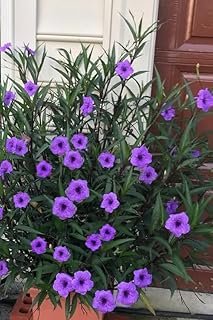 Purple Showers Ruellia Live Plants