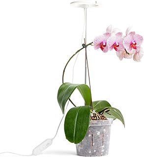 rePotme Grow Light Orchids