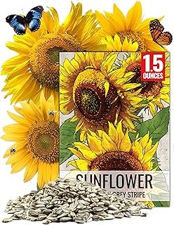 Seed Needs Sunflower Seeds Plant 600+
