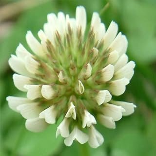 SeedRanch Nitro-Coated Inoculated White Dutch Clover