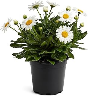 Shasta Daisy Live Flowering Perennial (2