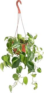 Shop Succulents Heartleaf Philodenron Brasil Hanging