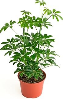 Shop Succulents Heptapleurum Arboricola