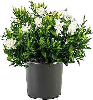 Shrub Frostproof Gardenia 2.5 Qt
