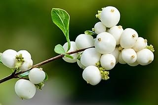 Snowberry Live Shrub Plants (Symphoricarpos Albus)