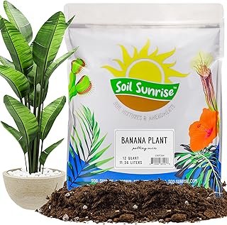 Soil Sunrise Banana Tree Potting Mix