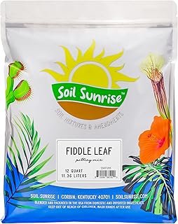 Soil Sunrise Premium Fiddle Leaf Fig