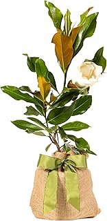 Southern Magnolia Sympathy Gift Tree Company