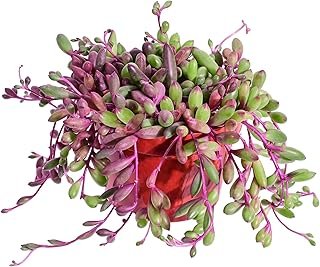 Sprout N Green Ruby Necklace