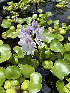 Water Hyacinth Eichhornia crassipes Live Plants
