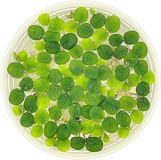 Water Spangle Salvinia Minima Live