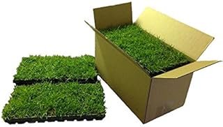 Zoysia Plugs 100 Full Grass Mature