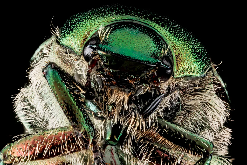 Adult Japanese beetle on plant