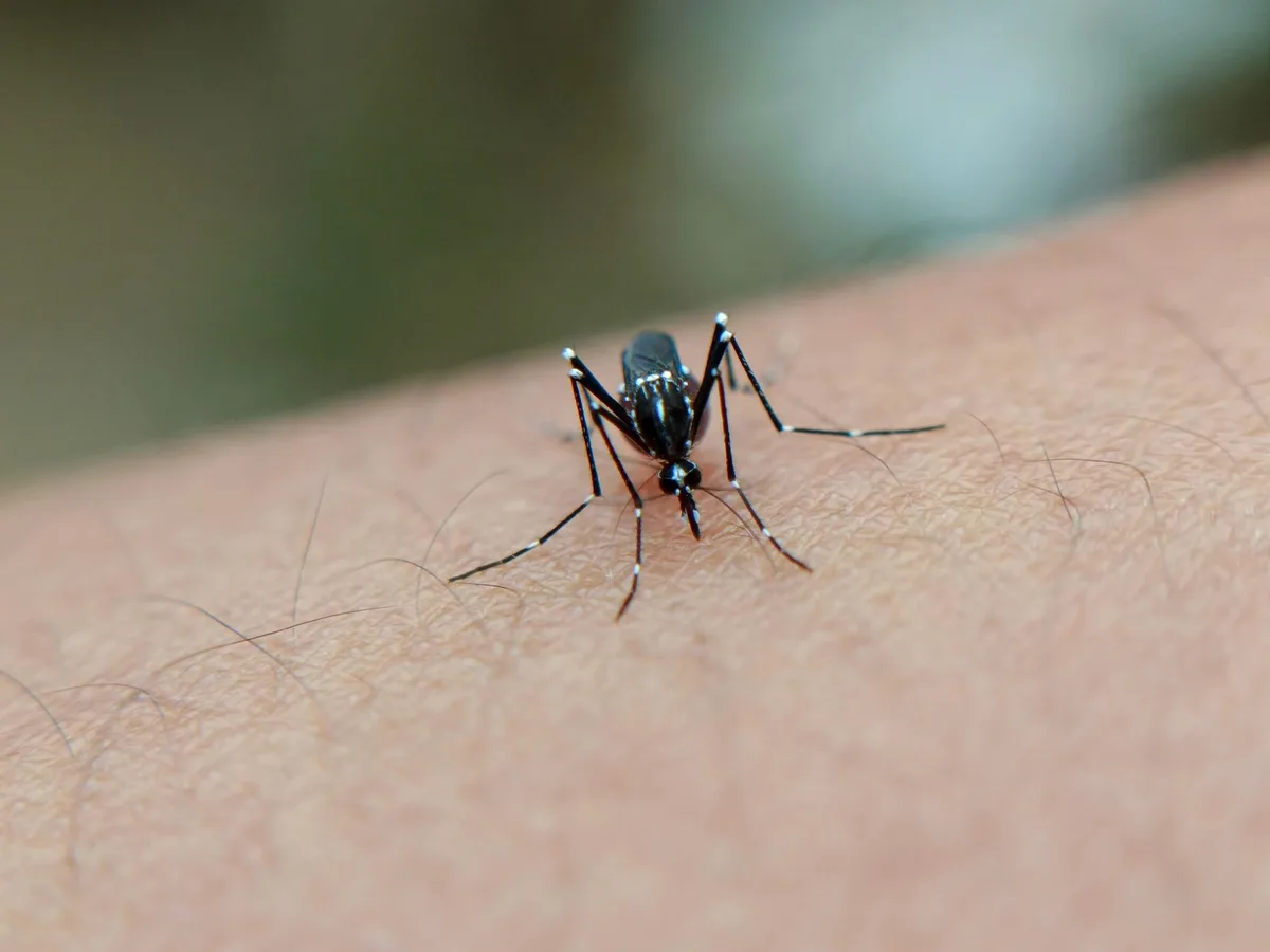 Aedes aegypti mosquito